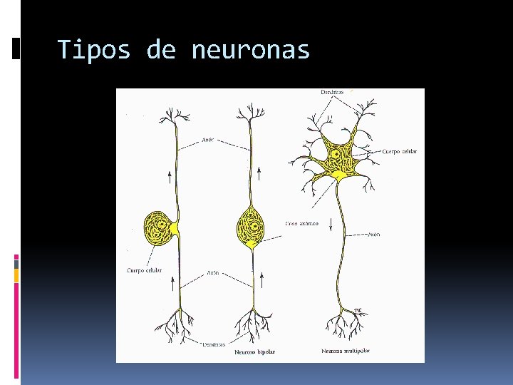 Tipos de neuronas 