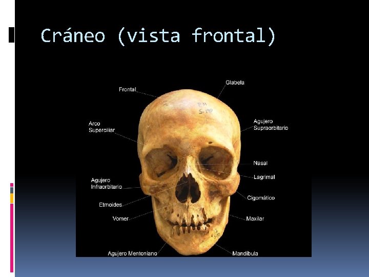 Cráneo (vista frontal) 