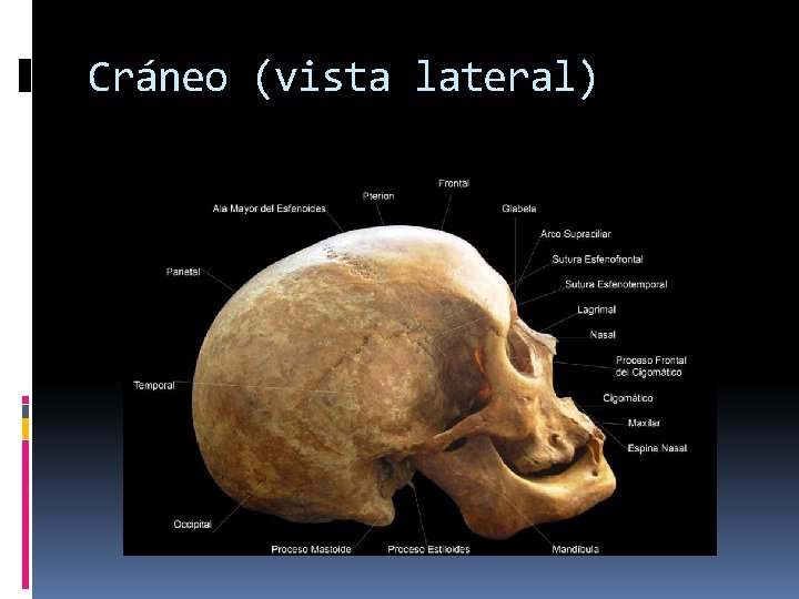 Cráneo (vista lateral) 