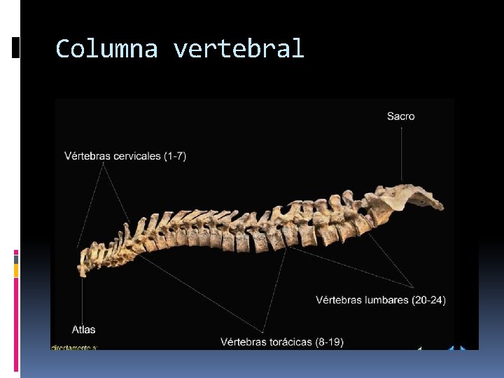 Columna vertebral 