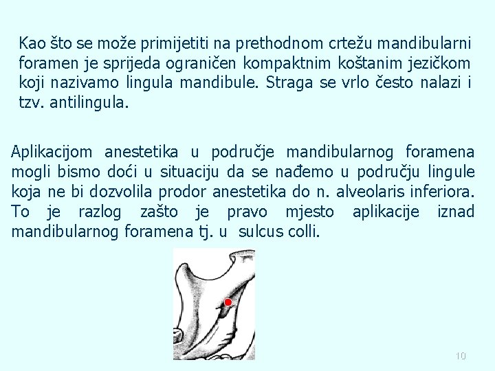 Kao što se može primijetiti na prethodnom crtežu mandibularni foramen je sprijeda ograničen kompaktnim