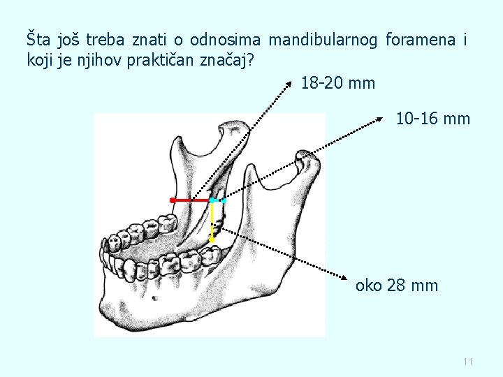 Šta još treba znati o odnosima mandibularnog foramena i koji je njihov praktičan značaj?