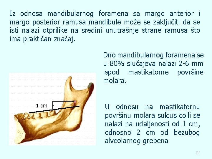 Iz odnosa mandibularnog foramena sa margo anterior i margo posterior ramusa mandibule može se