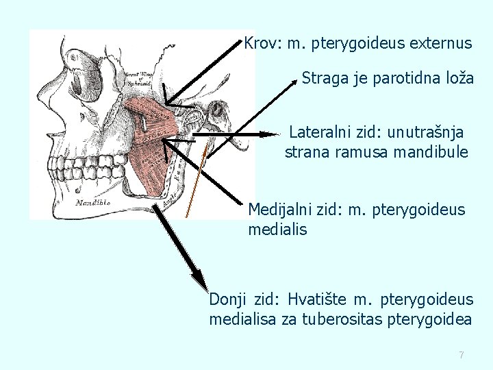 Krov: m. pterygoideus externus Straga je parotidna loža Lateralni zid: unutrašnja strana ramusa mandibule