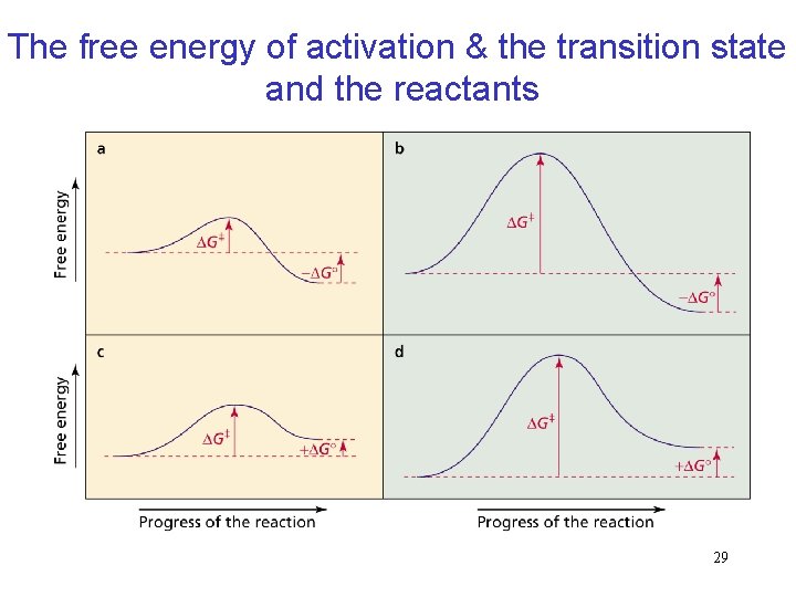 The free energy of activation & the transition state and the reactants 29 The free energy of activation & the transition state and the reactants 29