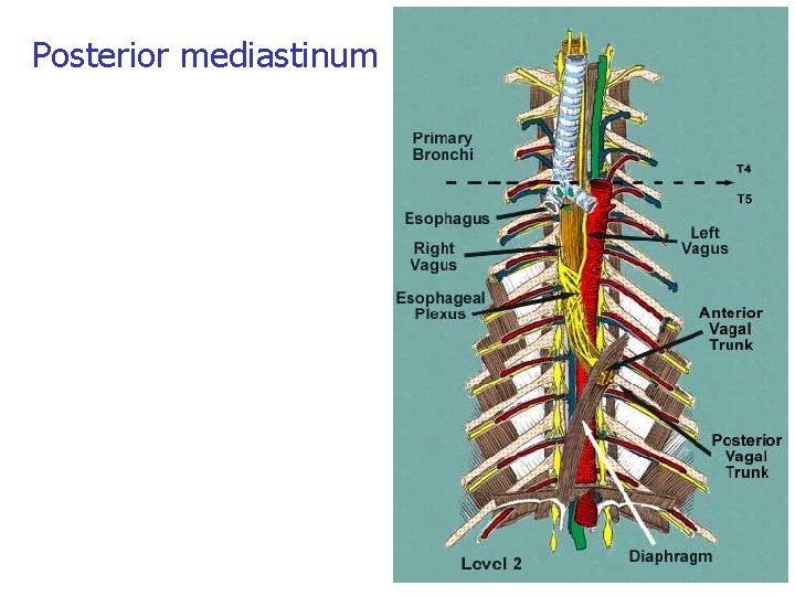 Posterior mediastinum Posterior mediastinum