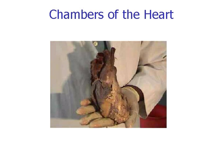 Chambers of the Heart 