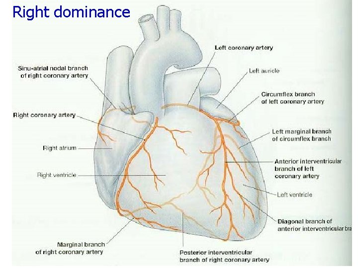 Right dominance 