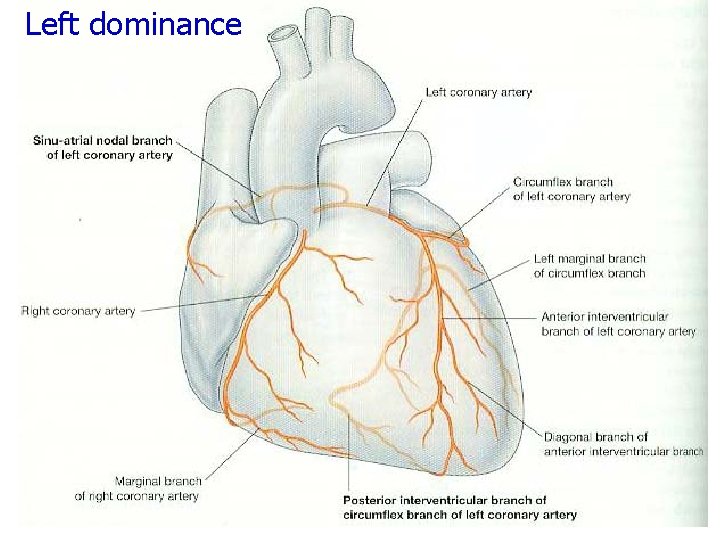 Left dominance 