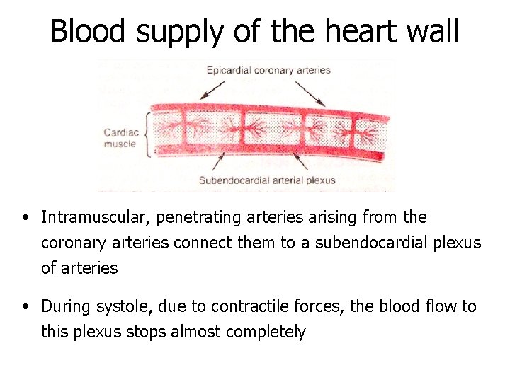 Blood supply of the heart wall • Intramuscular, penetrating arteries arising from the coronary