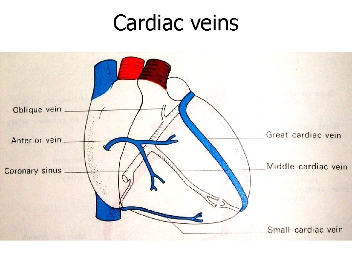 Cardiac veins 