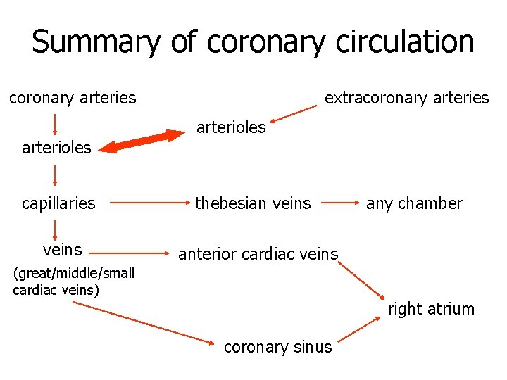 Summary of coronary circulation coronary arteries arterioles capillaries veins extracoronary arteries arterioles thebesian veins