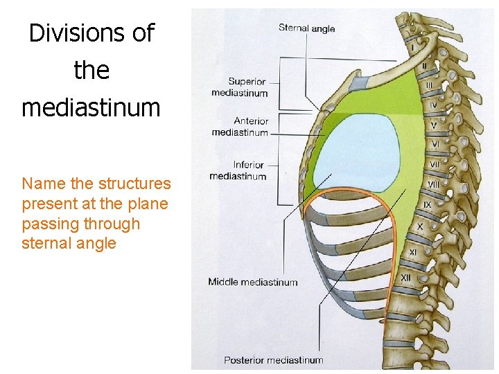 Divisions of the mediastinum Name the structures present at the plane passing through sternal