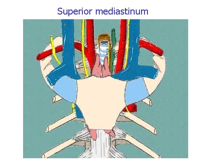 Superior mediastinum 