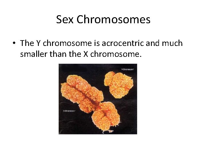 Sex Chromosomes • The Y chromosome is acrocentric and much smaller than the X