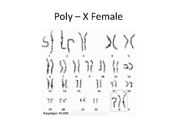 Poly – X Female 