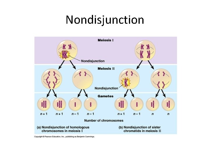 Nondisjunction 