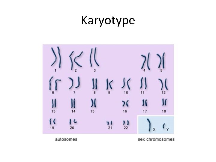 Karyotype 