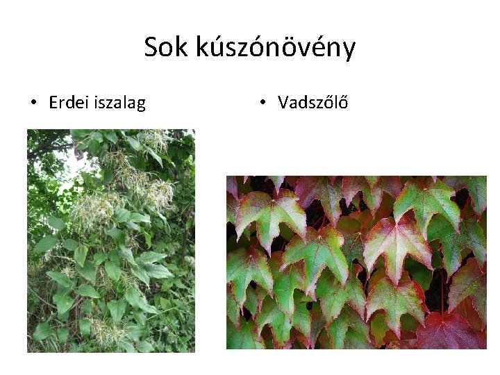 Sok kúszónövény • Erdei iszalag • Vadszőlő 