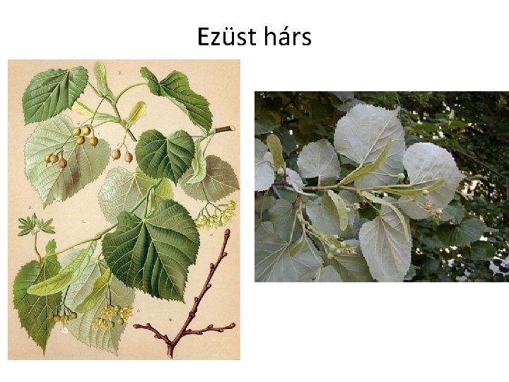 Ezüst hárs 