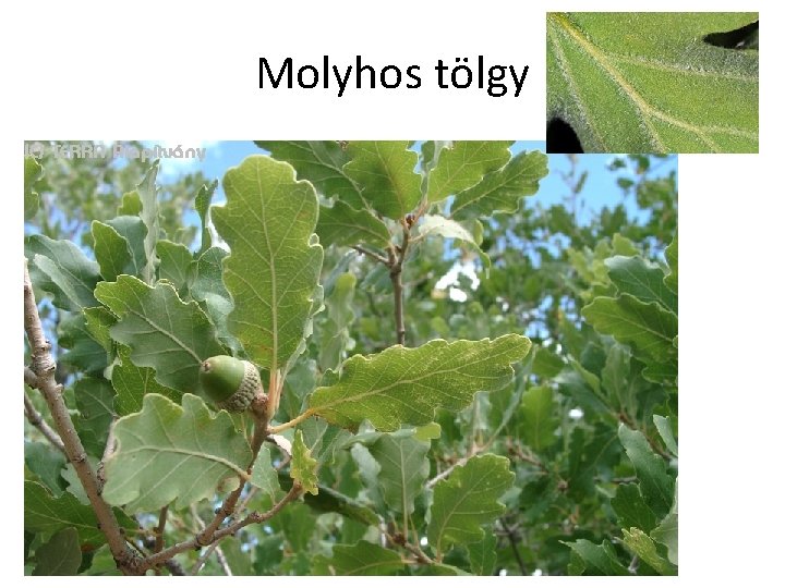 Molyhos tölgy 