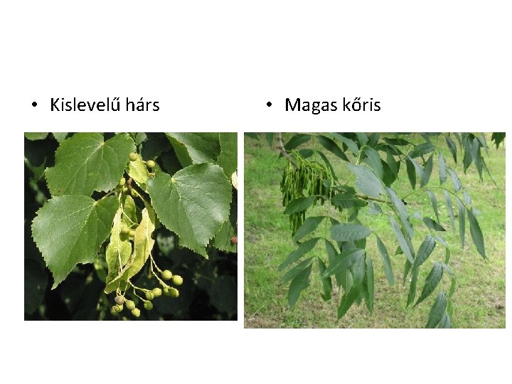  • Kislevelű hárs • Magas kőris 