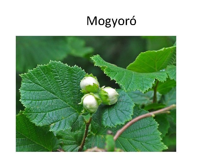 Mogyoró 