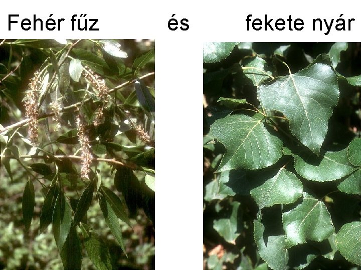 Fehér fűz és fekete nyár 