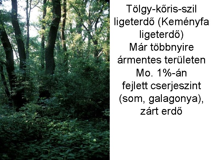 Tölgy-kőris-szil ligeterdő (Keményfa ligeterdő) Már többnyire ármentes területen Mo. 1%-án fejlett cserjeszint (som, galagonya),