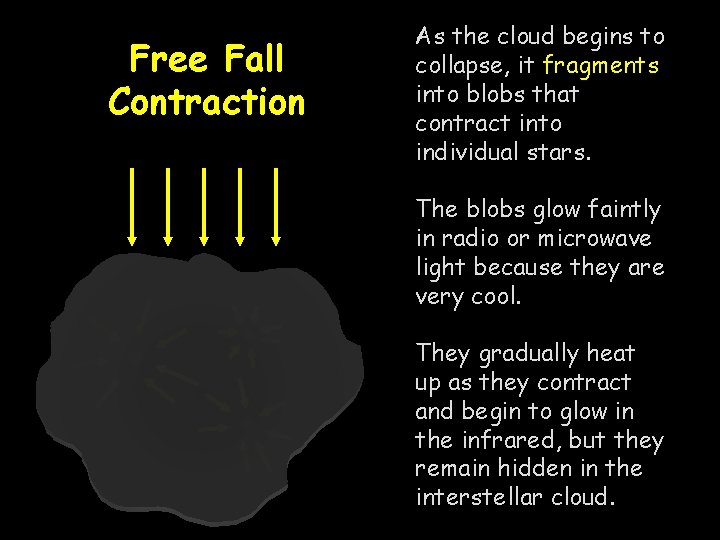 Free Fall Contraction As the cloud begins to collapse, it fragments into blobs that