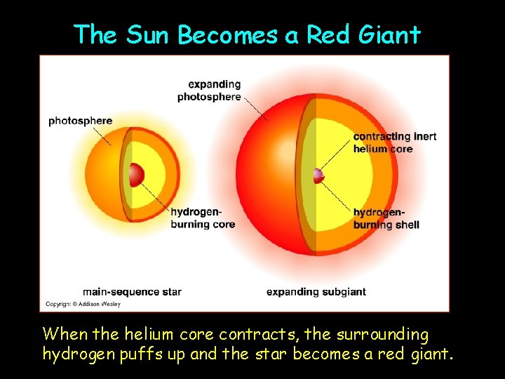 The Sun Becomes a Red Giant When the helium core contracts, the surrounding hydrogen