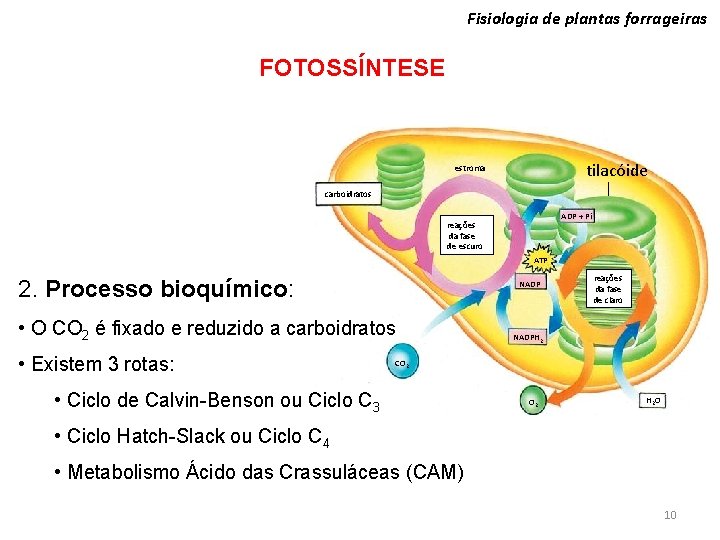 Fisiologia de plantas forrageiras FOTOSSÍNTESE tilacóide estroma carboidratos ADP + Pi reações da fase