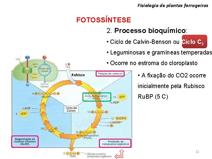 Fisiologia de plantas forrageiras FOTOSSÍNTESE 2. Processo bioquímico: • Ciclo de Calvin-Benson ou Ciclo