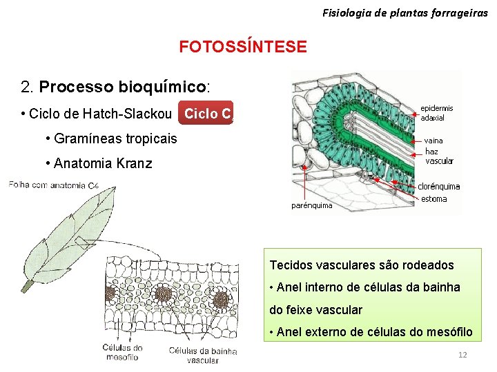 Fisiologia de plantas forrageiras FOTOSSÍNTESE 2. Processo bioquímico: • Ciclo de Hatch-Slackou Ciclo C