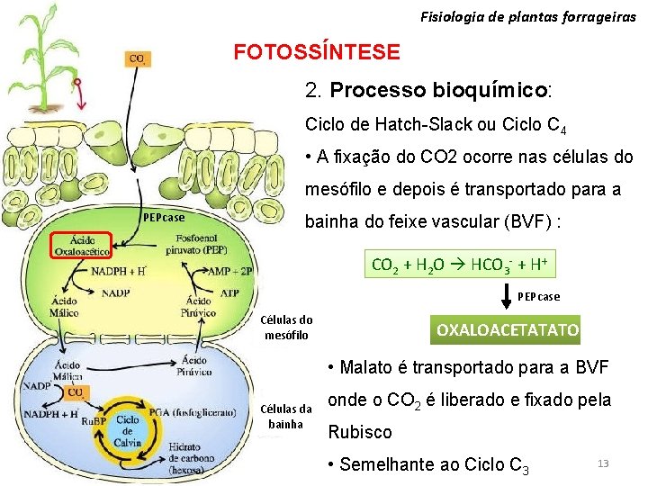 Fisiologia de plantas forrageiras FOTOSSÍNTESE 2. Processo bioquímico: Ciclo de Hatch-Slack ou Ciclo C