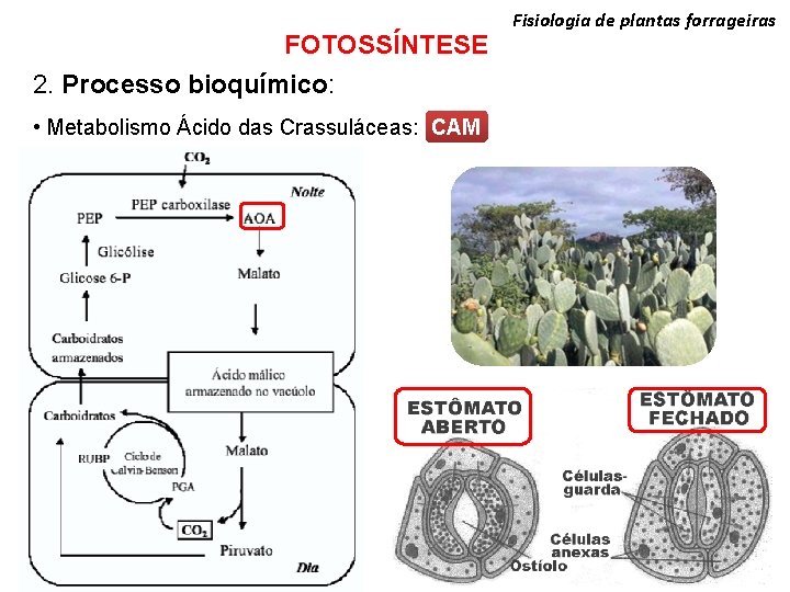 FOTOSSÍNTESE 2. Processo bioquímico: Fisiologia de plantas forrageiras • Metabolismo Ácido das Crassuláceas: CAM