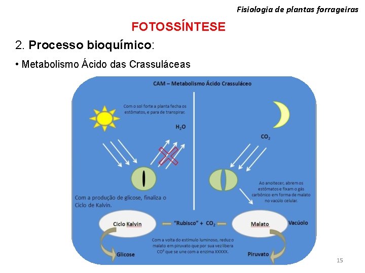 Fisiologia de plantas forrageiras FOTOSSÍNTESE 2. Processo bioquímico: • Metabolismo Ácido das Crassuláceas 15