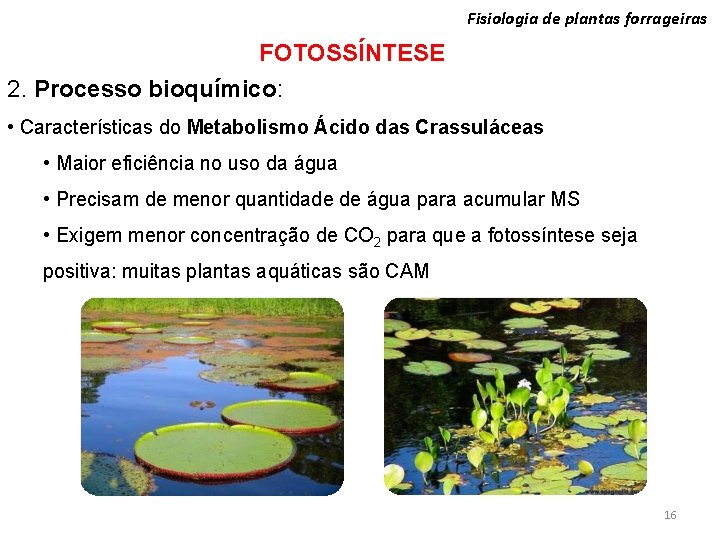 Fisiologia de plantas forrageiras FOTOSSÍNTESE 2. Processo bioquímico: • Características do Metabolismo Ácido das