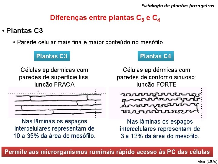 Fisiologia de plantas forrageiras Diferenças entre plantas C 3 e C 4 • Plantas