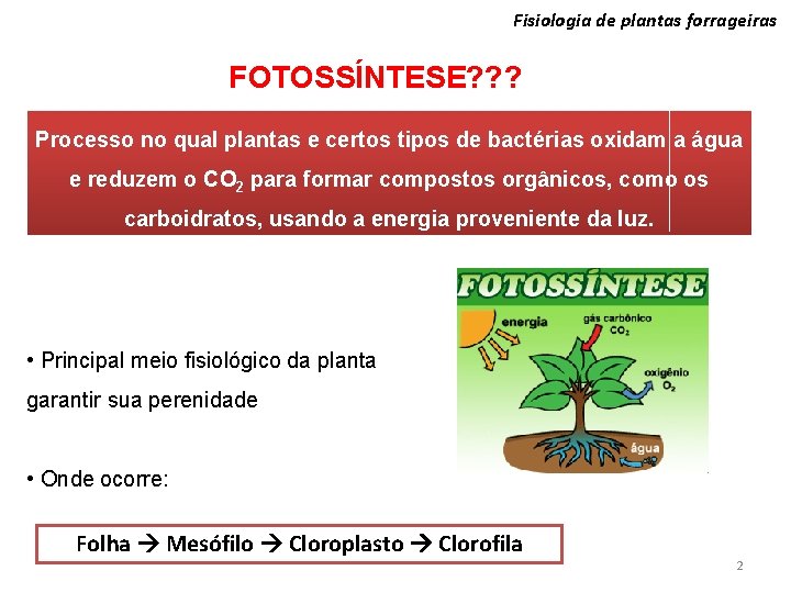 Fisiologia de plantas forrageiras FOTOSSÍNTESE? ? ? Processo no qual plantas e certos tipos