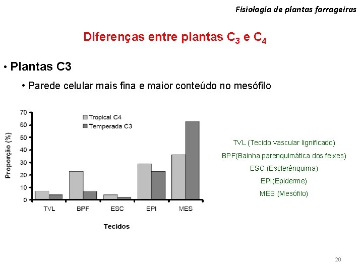 Fisiologia de plantas forrageiras Diferenças entre plantas C 3 e C 4 • Plantas