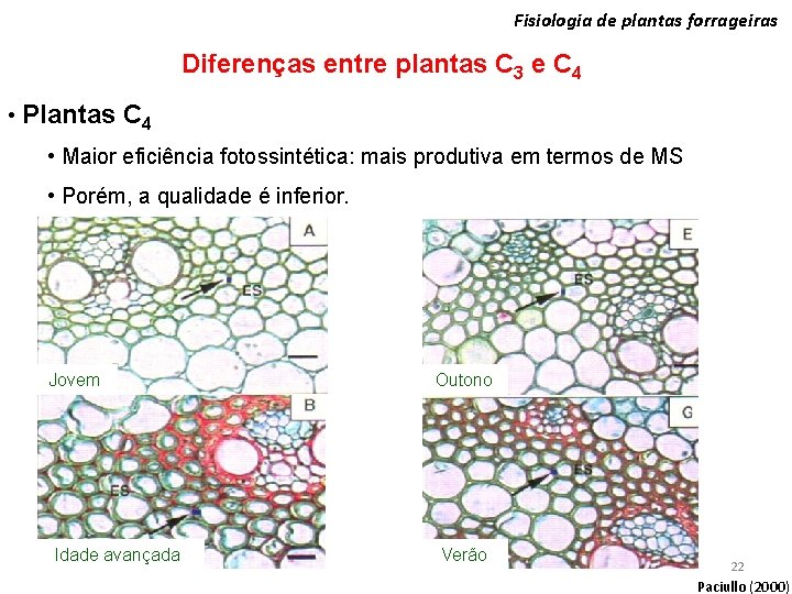 Fisiologia de plantas forrageiras Diferenças entre plantas C 3 e C 4 • Plantas