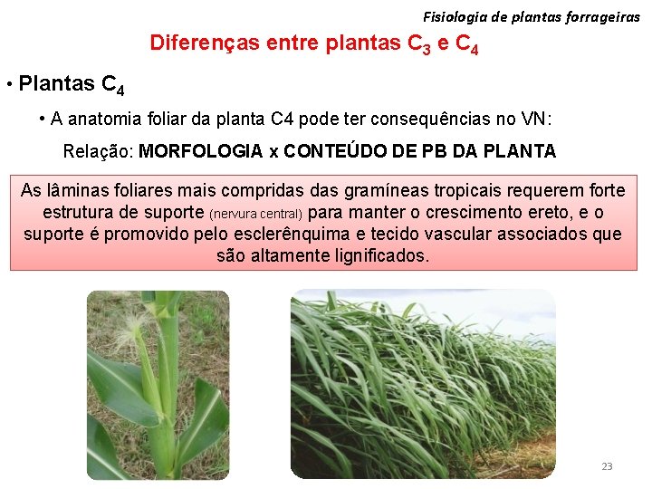 Fisiologia de plantas forrageiras Diferenças entre plantas C 3 e C 4 • Plantas