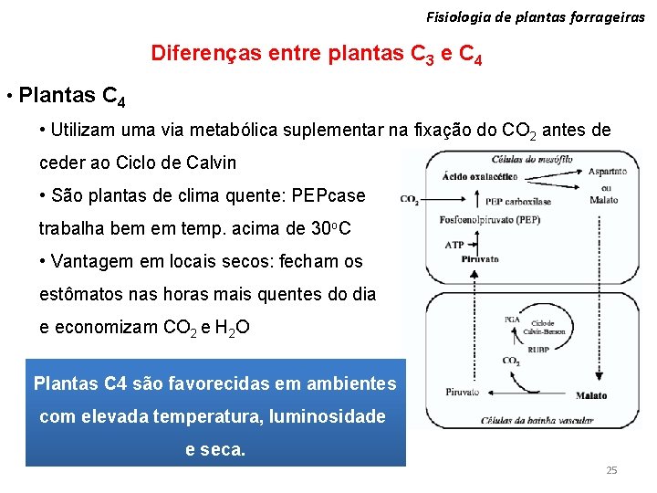 Fisiologia de plantas forrageiras Diferenças entre plantas C 3 e C 4 • Plantas