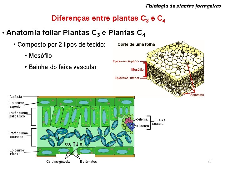 Fisiologia de plantas forrageiras Diferenças entre plantas C 3 e C 4 • Anatomia