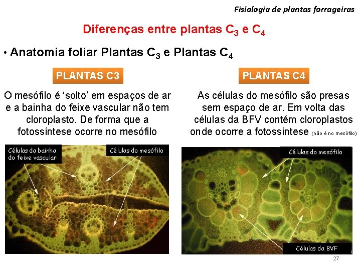 Fisiologia de plantas forrageiras Diferenças entre plantas C 3 e C 4 • Anatomia