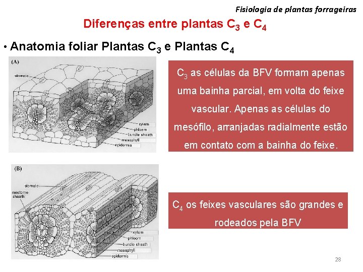 Fisiologia de plantas forrageiras Diferenças entre plantas C 3 e C 4 • Anatomia