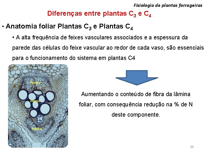 Fisiologia de plantas forrageiras Diferenças entre plantas C 3 e C 4 • Anatomia