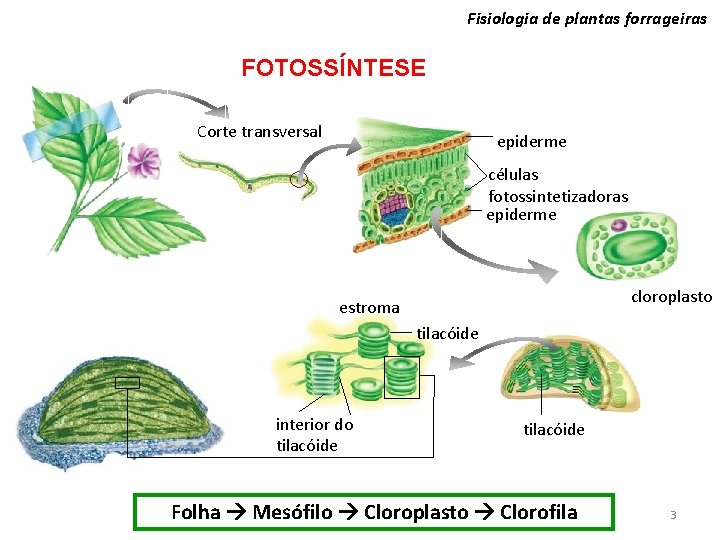 Fisiologia de plantas forrageiras FOTOSSÍNTESE Corte transversal epiderme células fotossintetizadoras epiderme cloroplasto estroma tilacóide