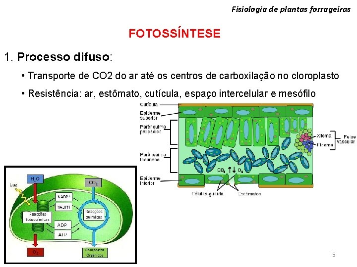 Fisiologia de plantas forrageiras FOTOSSÍNTESE 1. Processo difuso: • Transporte de CO 2 do